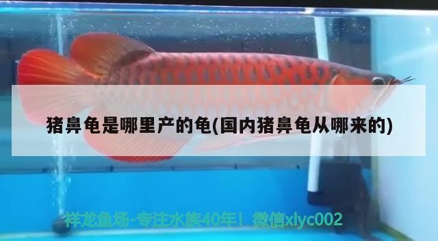 豬鼻龜是哪里產(chǎn)的龜(國內(nèi)豬鼻龜從哪來的)