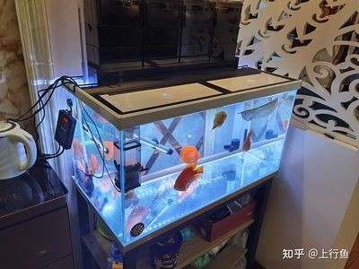 不用加熱的小型魚缸：中國野生小型觀賞魚的養殖技巧在中國野生小型觀賞魚的養殖技巧