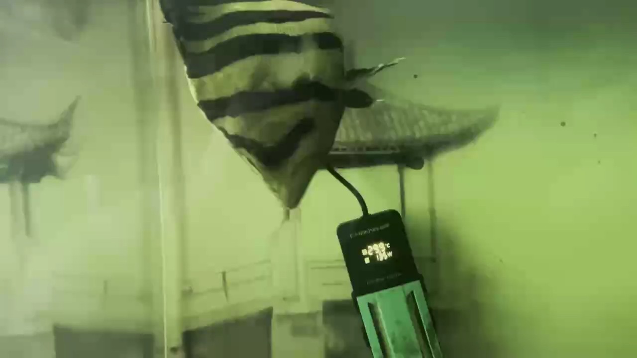 虎魚求助