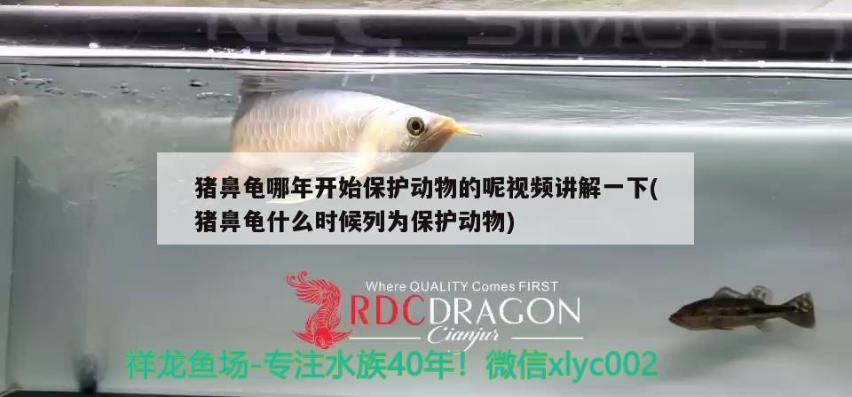 豬鼻龜哪年開始保護動物的呢視頻講解一下(豬鼻龜什么時候列為保護動物)