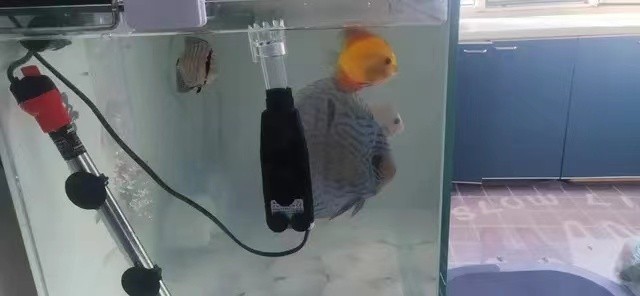蘇州哪里賣(mài)魚(yú)缸好（蘇州哪里賣(mài)魚(yú)缸好一點(diǎn)） 蘇州哪里賣(mài)魚(yú)缸好（蘇州哪里賣(mài)魚(yú)缸好一點(diǎn)） 觀賞魚(yú)百科