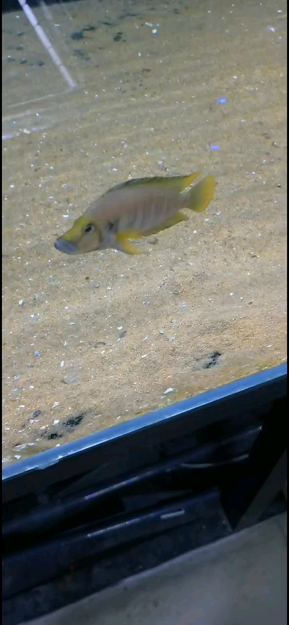虎虎總動員