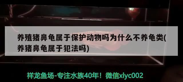 魚缸過濾器選購指南:自制魚缸過濾器魚缸上置過濾器對于養魚愛好者的必備知識 養殖豬鼻龜屬于保護動物嗎為什么不養龜類(養豬鼻龜屬于犯法嗎) 豬鼻龜百科 養殖豬鼻龜屬于保護動物嗎為什么不養龜類(養豬鼻龜屬于犯法嗎) 養殖豬鼻龜屬于保護動物嗎為什么不養龜類(養豬鼻龜屬于犯法嗎) 豬鼻龜百科
