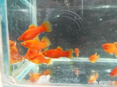 北方魚(yú)缸養(yǎng)什么觀賞魚(yú)比較好：適合北方魚(yú)缸養(yǎng)殖的幾種觀賞魚(yú)品種適合北方魚(yú)缸飼養(yǎng)
