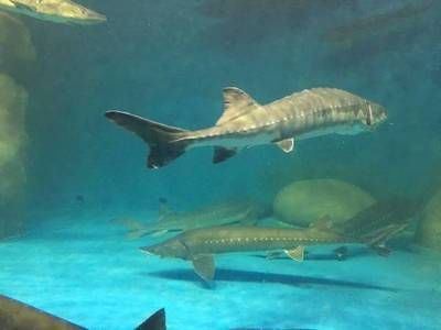 深海紅龍魚多少錢一斤：如何辨別深海紅龍魚