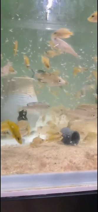 幼兒園干飯系列之黃金虎+雙印劍沙
