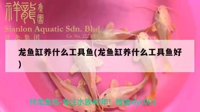 養(yǎng)銀龍魚水質(zhì)怎么處理的呢(銀龍魚用什么水養(yǎng))