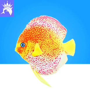 森森魚缸造景圖片（森森魚缸圖片大全）