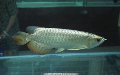 銀龍魚(yú)和紅龍魚(yú)哪個(gè)好養(yǎng)活一些：銀龍魚(yú)和紅龍魚(yú)的養(yǎng)殖方式