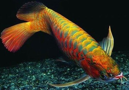 紅龍魚是哪里產的好：印尼紅龍魚與馬來西亞的區別,紅龍魚保護現狀及措施 紅龍魚是哪里產的好：印尼紅龍魚與馬來西亞的區別,紅龍魚保護現狀及措施 紅龍魚百科 第2張