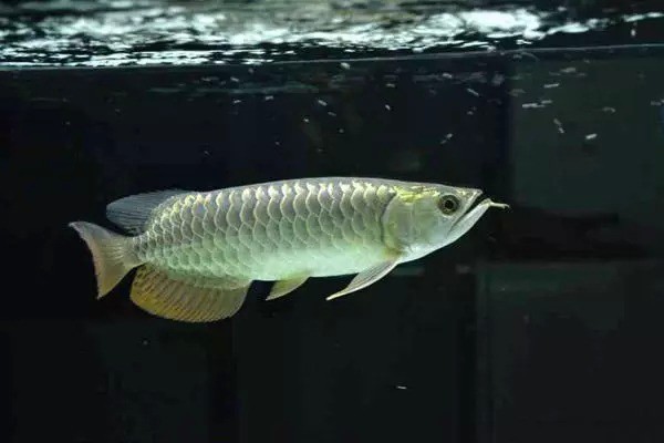 兇猛的大型觀賞魚排名及榜單