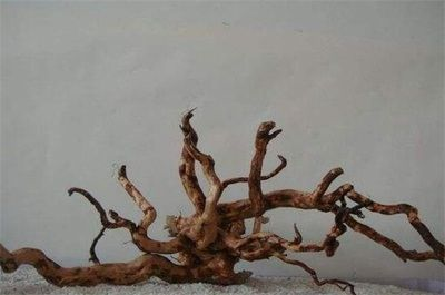杜鵑根在魚缸的作用：杜鵑根在魚缸中的作用
