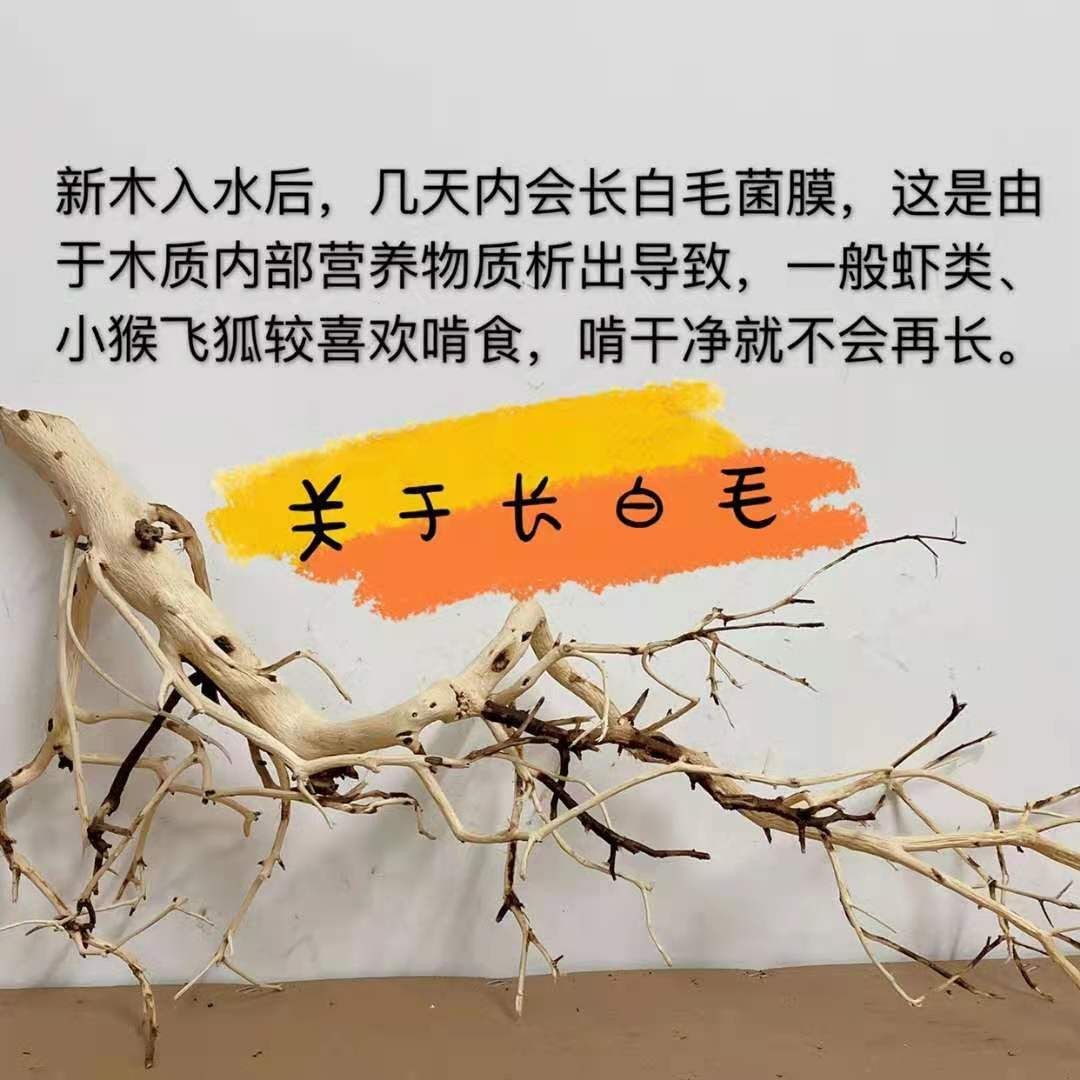杜鵑根在魚缸的作用：杜鵑根在魚缸中的作用