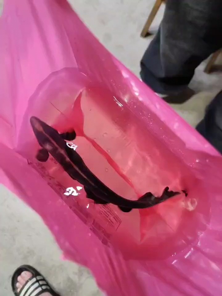 再見，小黑