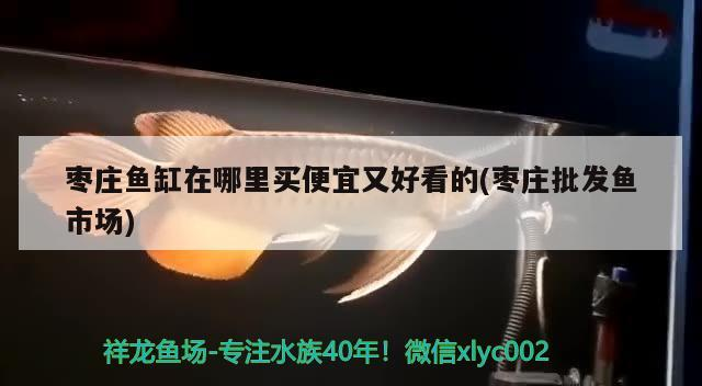 棗莊魚缸在哪里買便宜又好看的(棗莊批發(fā)魚市場(chǎng))