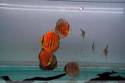 冬天魚缸水渾濁的原因是什么：冬天魚缸水渾濁的原因及其他季節有所不同，養魚愛好者必備的知識