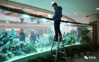 冬天魚缸水渾濁的原因是什么：冬天魚缸水渾濁的原因及其他季節有所不同，養魚愛好者必備的知識