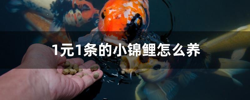 1元1條的小錦鯉怎么養(yǎng)