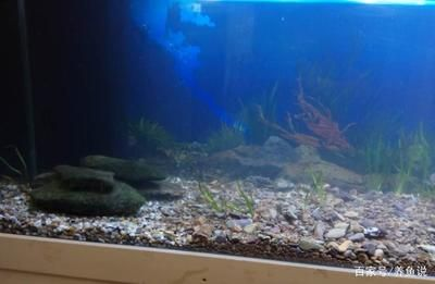 大魚缸如何開缸視頻：大魚缸開缸視頻教程