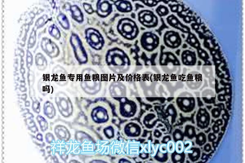 銀龍魚(yú)專用魚(yú)糧圖片及價(jià)格表(銀龍魚(yú)吃魚(yú)糧嗎)