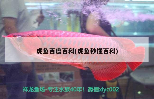 虎魚百度百科(虎魚秒懂百科)