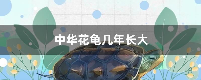 中華花龜幾年長大
