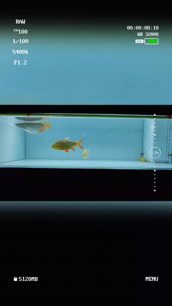 養(yǎng)魚日常