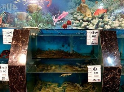 白色魚缸和黑色魚缸：如何選擇合適的魚缸？