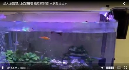 白色魚缸和黑色魚缸：如何選擇合適的魚缸？