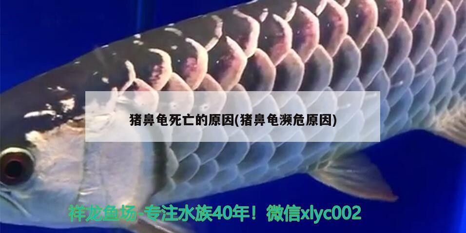 飼養豬鼻龜的水溫(豬鼻龜水溫20度能行嗎)