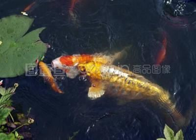 金龍魚圖像