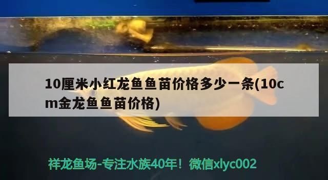 銀龍魚成魚多大可以繁殖(金龍魚多大可以繁殖)