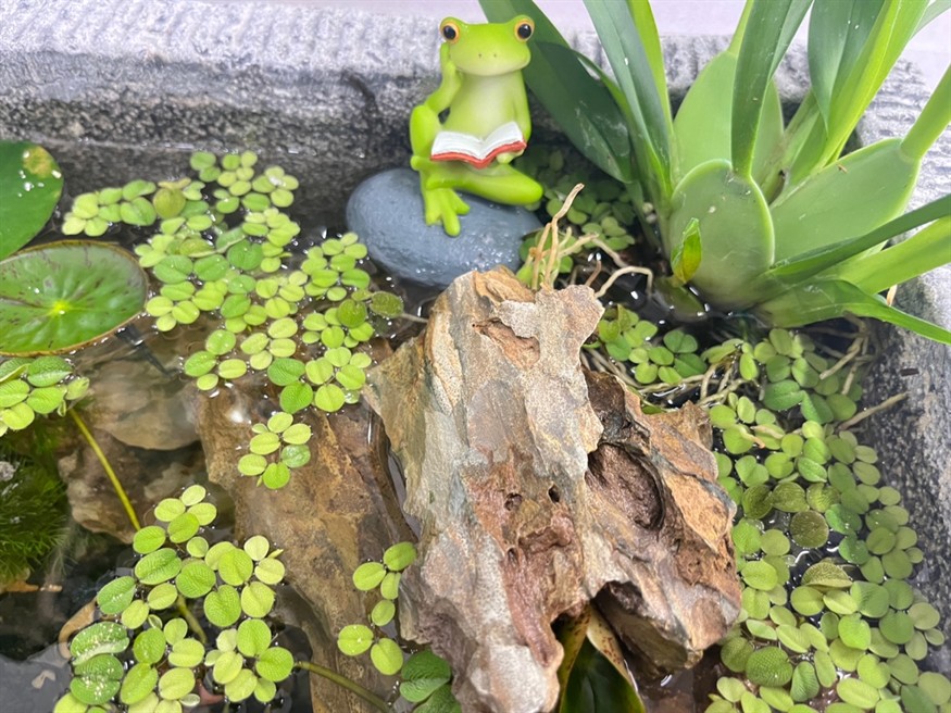 青蛙都在努力看書啦