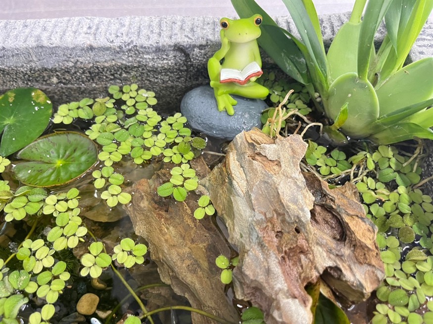 青蛙都在努力看書啦