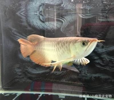 龍魚多少一條比較好養活