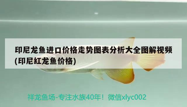 印尼龍魚進(jìn)口價(jià)格走勢(shì)圖表分析大全圖解視頻(印尼紅龍魚價(jià)格)
