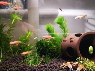 銀龍魚苗一個(gè)月能長(zhǎng)多大啊視頻教程(銀龍魚養(yǎng)多久才長(zhǎng)到50cm)