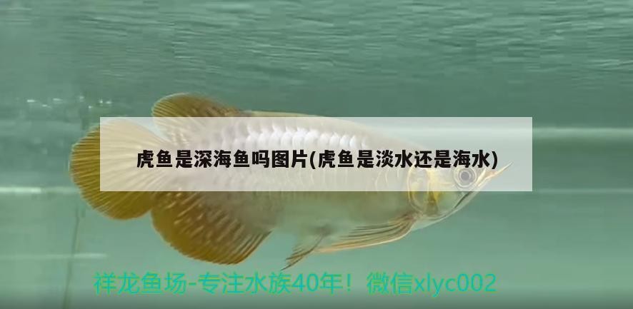 虎魚是深海魚嗎圖片(虎魚是淡水還是海水)