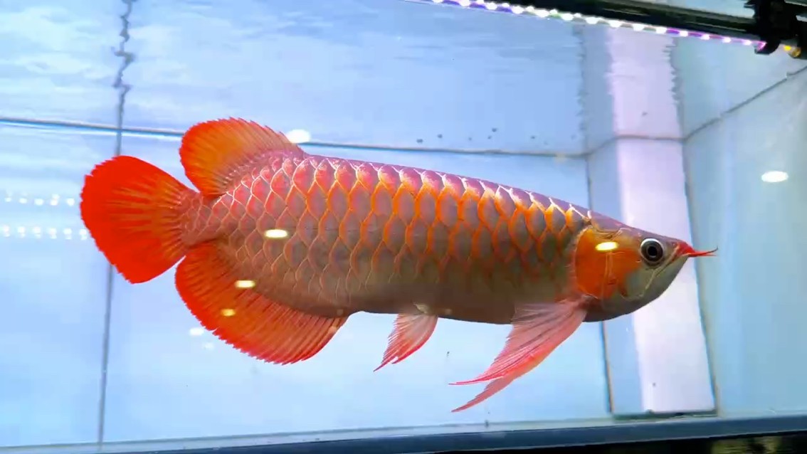 戰車體下掛胸鰭大湖魚 翹頭寬身 大鰭大尾 龍王須 七鰭舒展 尺寸42/43