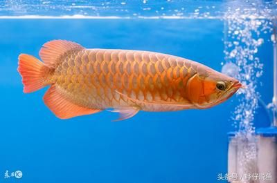 紅龍魚吃小金魚增色快嗎？：紅龍魚與小金魚共同進食對增色效果并非所有增色方法