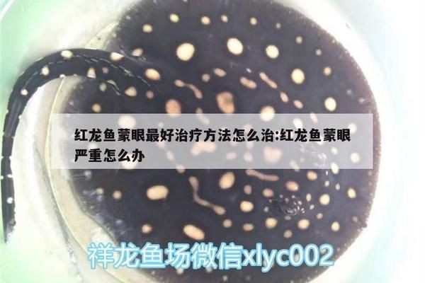 紅龍魚蒙眼嚴重怎么辦：紅龍魚眼睛蒙眼嚴重怎么辦