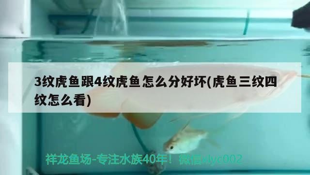 3紋虎魚跟4紋虎魚怎么分好壞(虎魚三紋四紋怎么看)