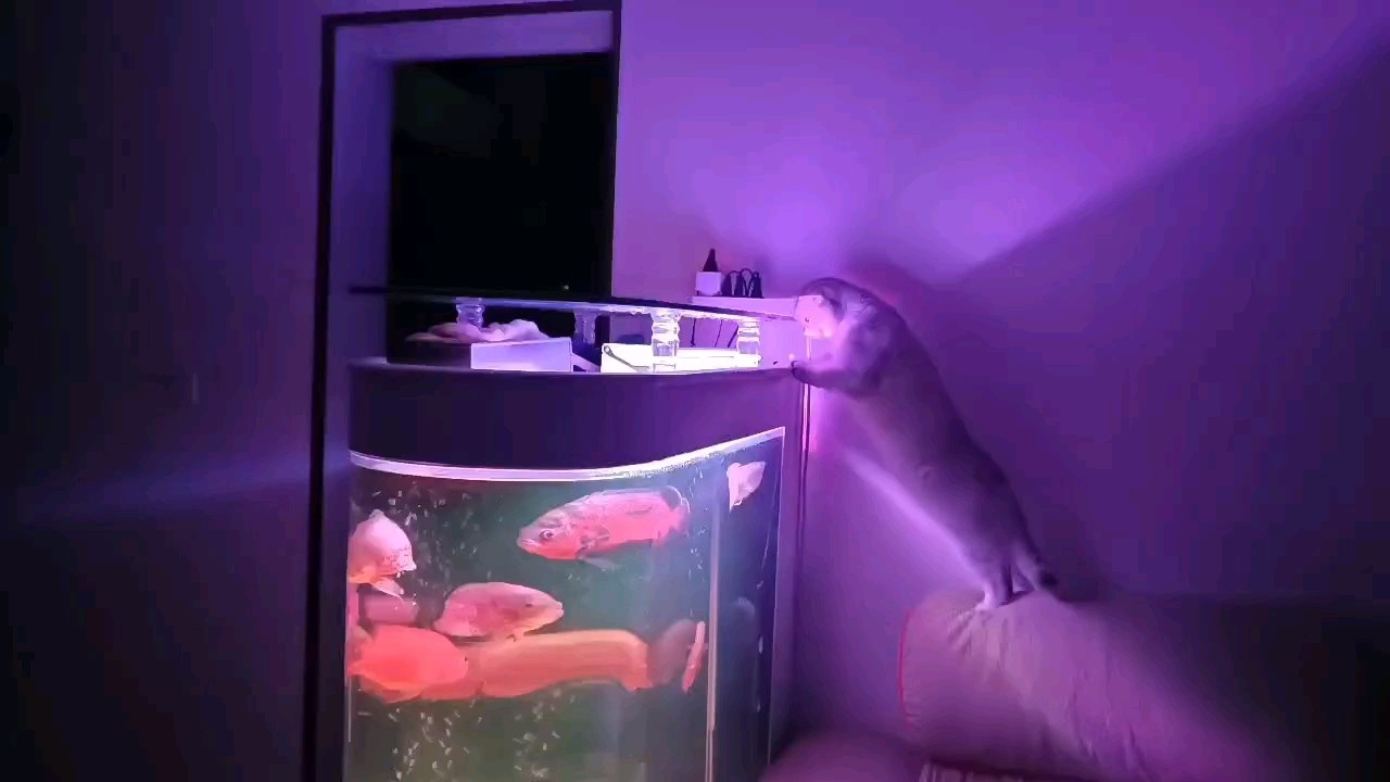 貓看魚