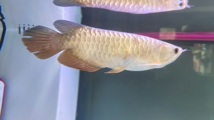 求助龍魚大神
