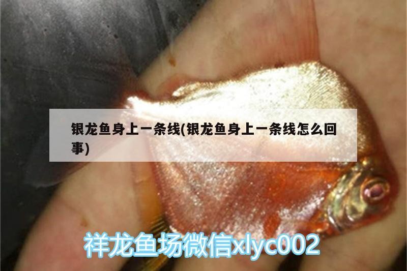 銀龍魚身上一條線(銀龍魚身上一條線怎么回事)