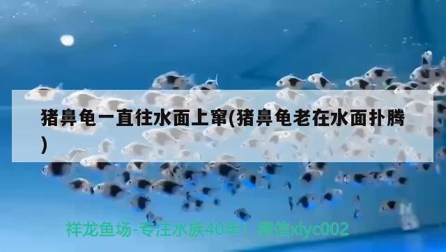 豬鼻龜一直往水面上竄(豬鼻龜老在水面撲騰)