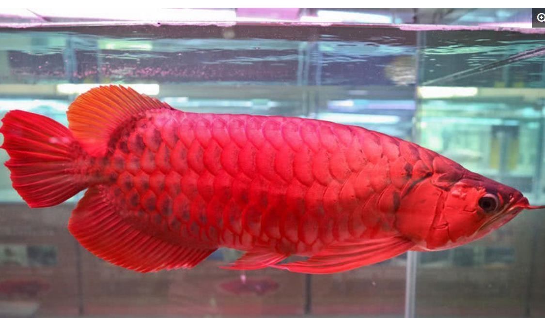 紅龍魚從橙色到紅色
