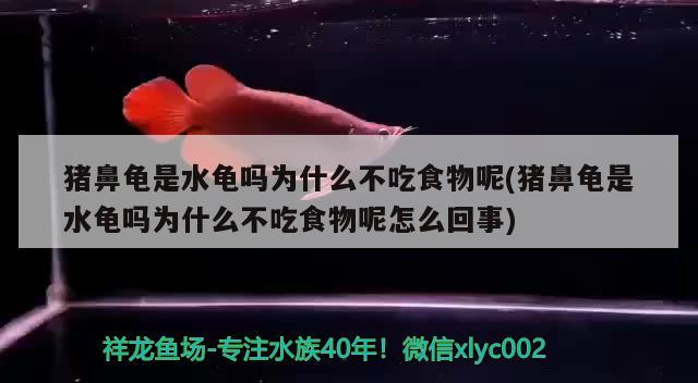 魚缸造景先放沙還是先放水(魚缸造景先鋪沙還是先放石頭) 豬鼻龜是水龜嗎為什么不吃食物呢(豬鼻龜是水龜嗎為什么不吃食物呢怎么回事) 豬鼻龜百科 豬鼻龜是水龜嗎為什么不吃食物呢(豬鼻龜是水龜嗎為什么不吃食物呢怎么回事) 豬鼻龜是水龜嗎為什么不吃食物呢(豬鼻龜是水龜嗎為什么不吃食物呢怎么回事) 豬鼻龜百科