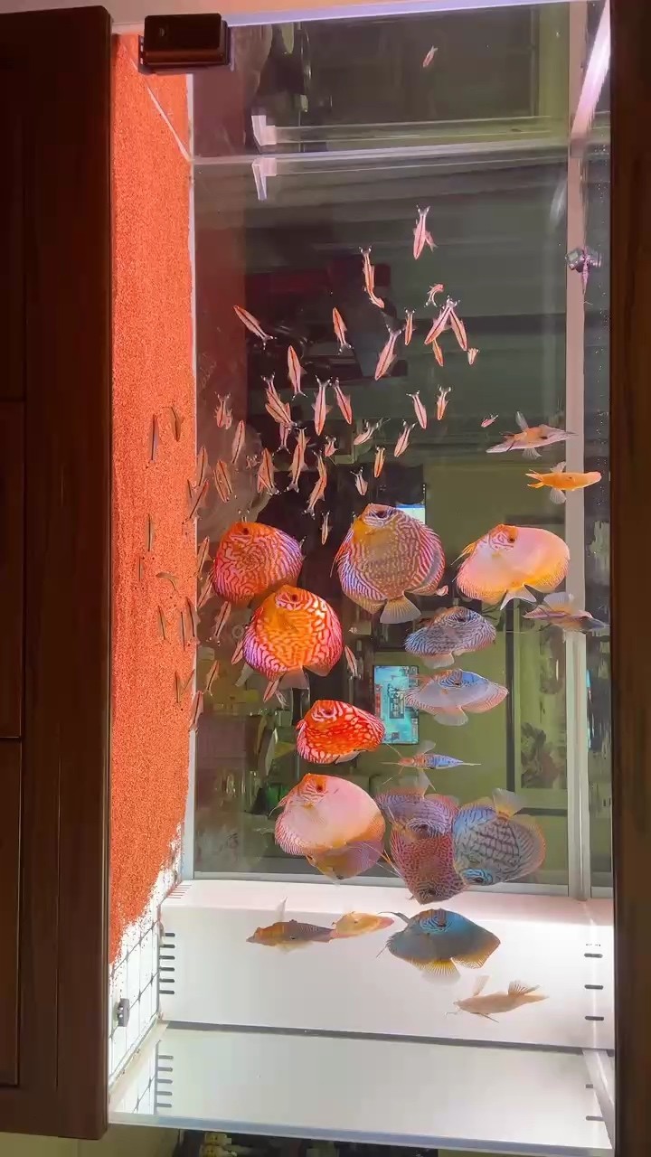 簡單大氣魚缸造景圖片大全集欣賞(魚缸造景風(fēng)格大全)