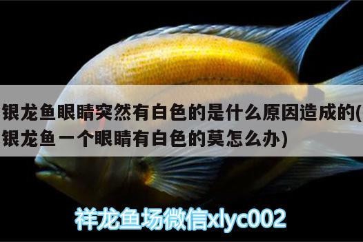 銀龍魚眼睛突然有白色的是什么原因造成的(銀龍魚一個眼睛有白色的莫怎么辦) 銀龍魚眼睛突然有白色的是什么原因造成的(銀龍魚一個眼睛有白色的莫怎么辦) 銀龍魚百科